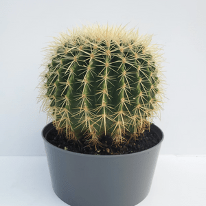 Deco Succulent Program