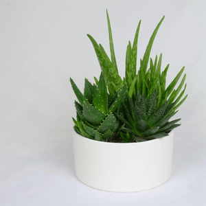 Deco Succulent Program