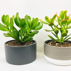Deco Succulent Program