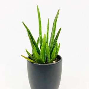 Deco Succulent Program