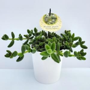 Deco Succulent Program