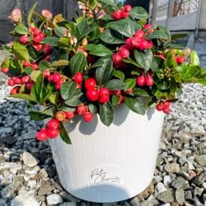 2G Gaultheria procumbens with White Deco Reservoir Pot