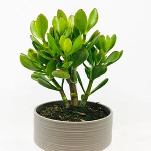 Deco Succulent Program