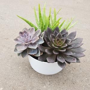 Deco Succulent Program