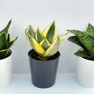 Deco Succulent Program