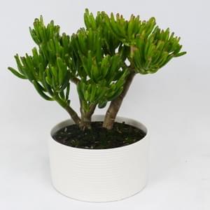 Deco Succulent Program