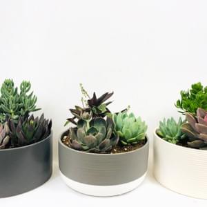 Deco Succulent Program