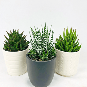 Deco Succulent Program