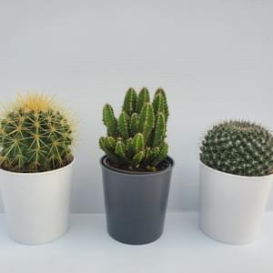 Deco Succulent Program