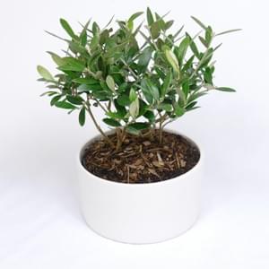 Deco Succulent Program