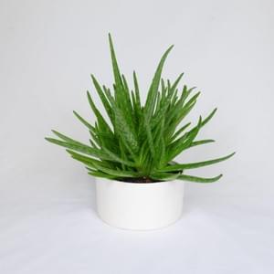 Deco Succulent Program