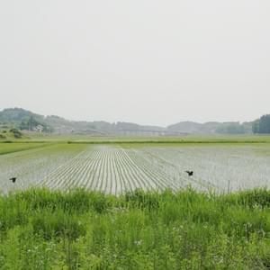 Section image