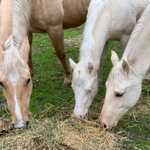 Sassy Docs Bar with her filly foal and other colt