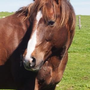 Docs Okie Jackhammer Q-48870