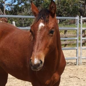Buddy - Gelding For Sale $6000 DOB 11.12.2016