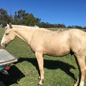 Lucky - DOB 9/1/2016