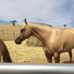 Who Whiz Jack Q-60281 - Stallion