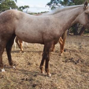 Handsome Dude DOB 16.10.2018