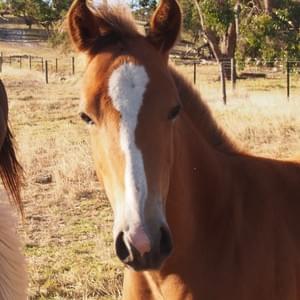 Hot Chilli - DOB: 2017