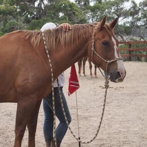 Blaze - Gelding - sold
