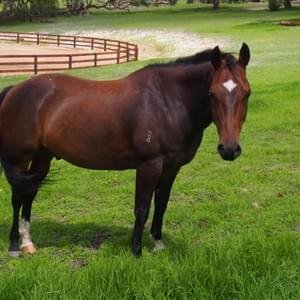 Smokey - Gelding - dob 2.10.04
