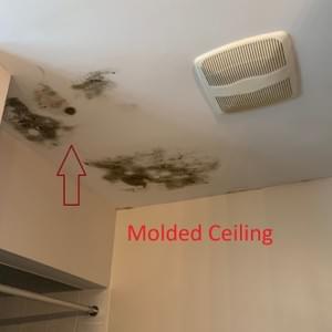 Molded Ceiling