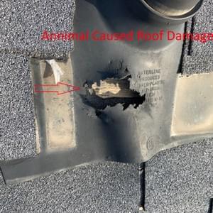 Animal Caused Roof Damage