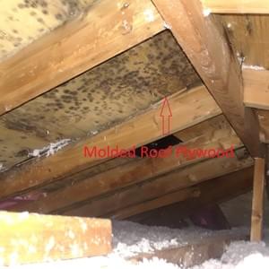 Molded Roof Plywood