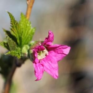 Salmonberry Blossom