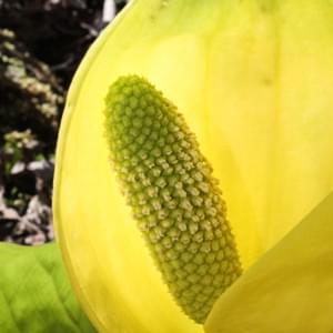 Skunk Cabbage
