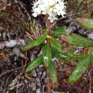Labrador Tea