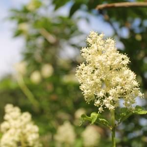 Elderberry Flowers