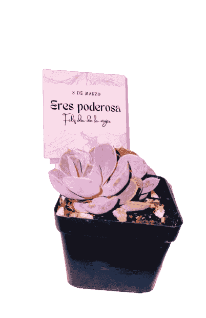 SUCULENTA