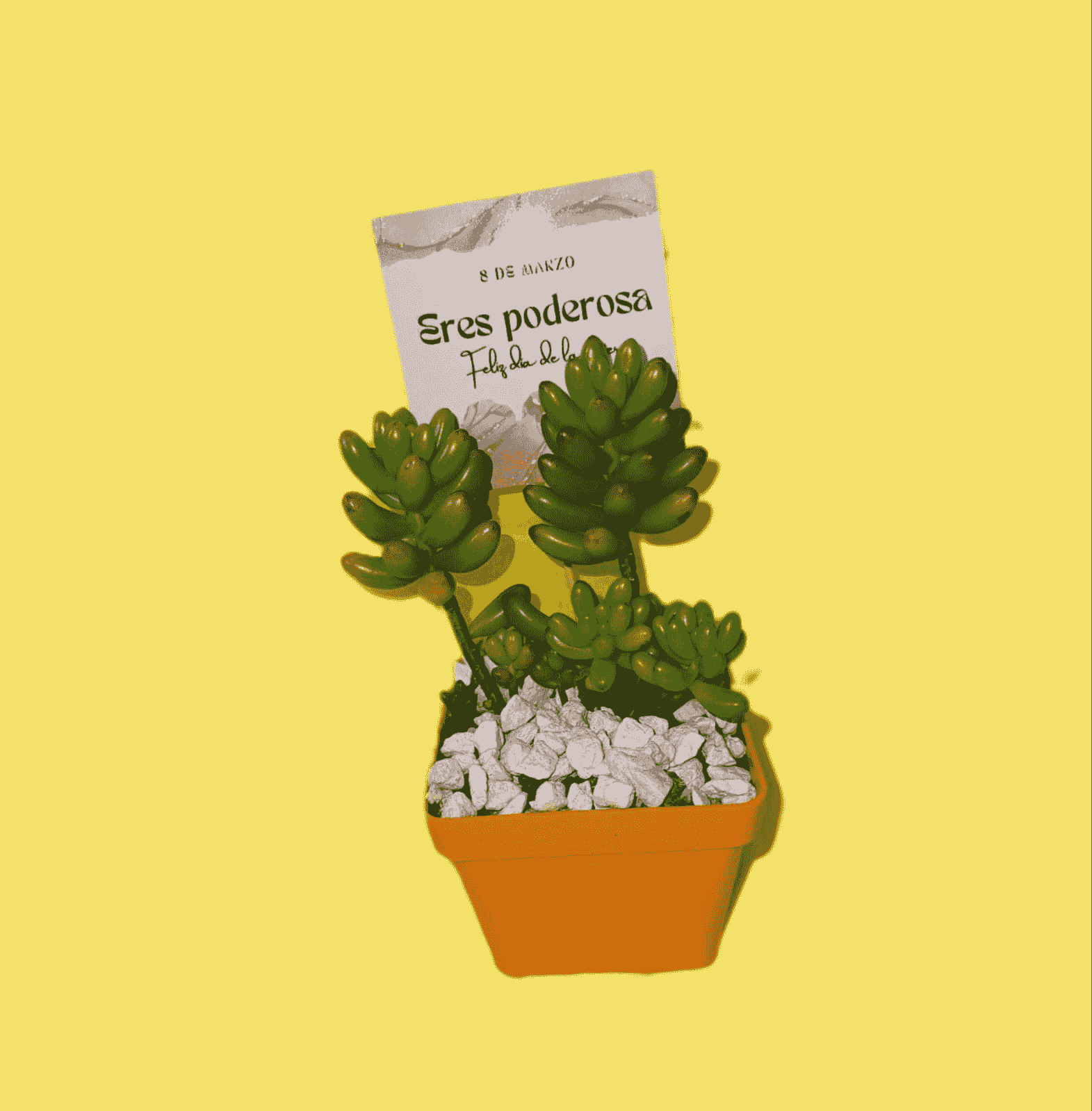 hermosas suculentas p7 con tarjeta personalizada , gran variedad