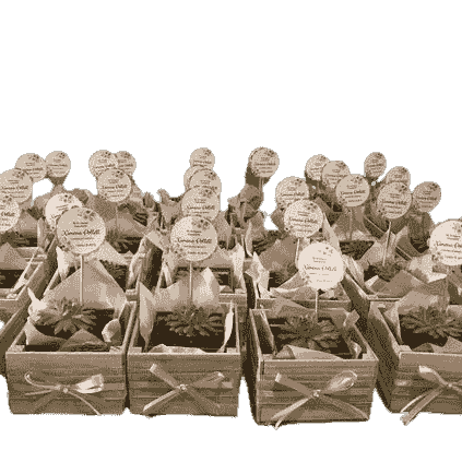 Hermosa suculenta media en caja de madera decorada, incluye tarjeta personalizada 