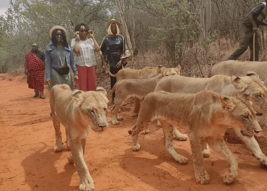 Lion walking safari in Livingstone