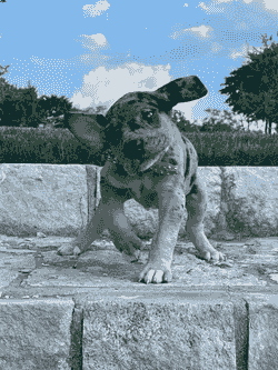 black merle tan point great dane puppy