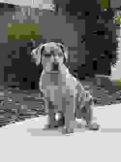 blue merle tan point great dane puppy