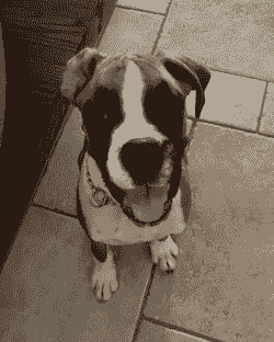 Ava