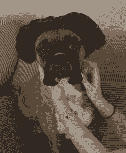 Rocky