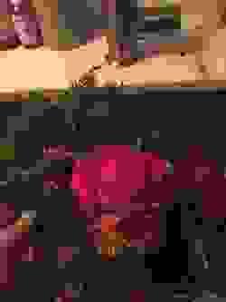 broken image