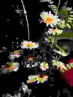 broken image