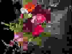 broken image