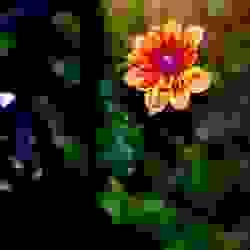 broken image