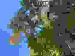 broken image