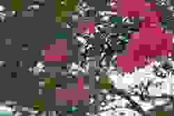broken image