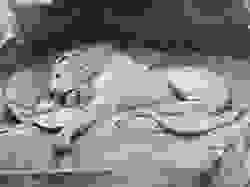 Section image