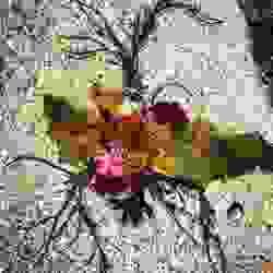 broken image