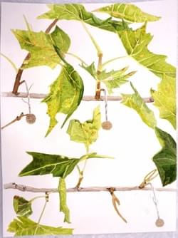 London Planetree 2016