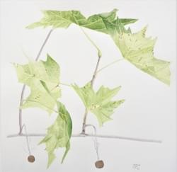 London Planetree 2017